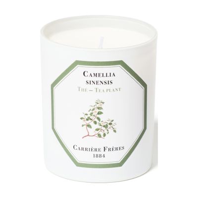 Scented Candle Tea Plant - Camellia Sinensis 185 g