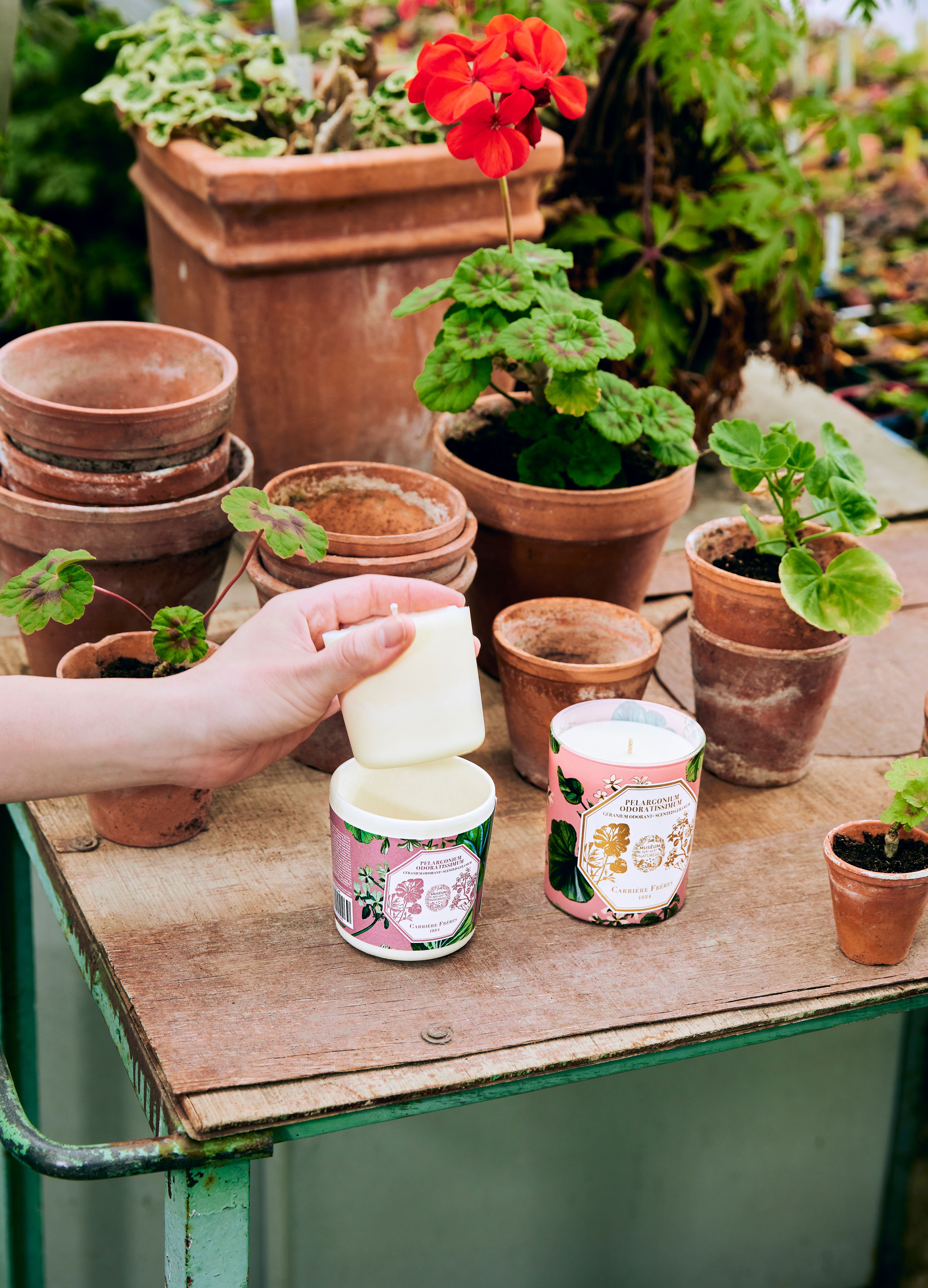 Candle refill Pelargonium Odoratissimum - Scented Geranium - 185g thumbnail 4