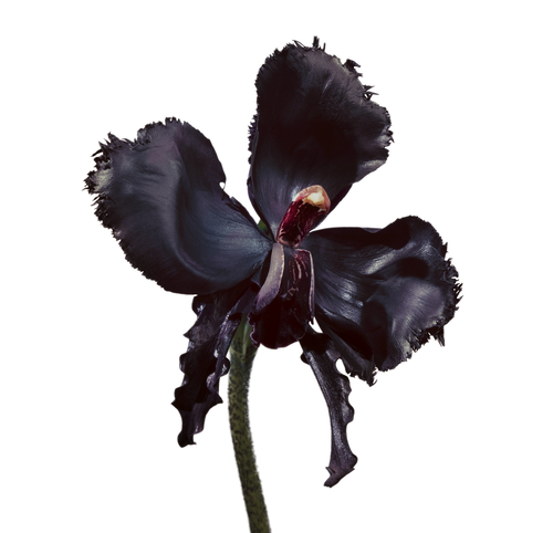 TOM FORD BEAUTY Black Orchchid Reserve extrait de parfum 50 ml