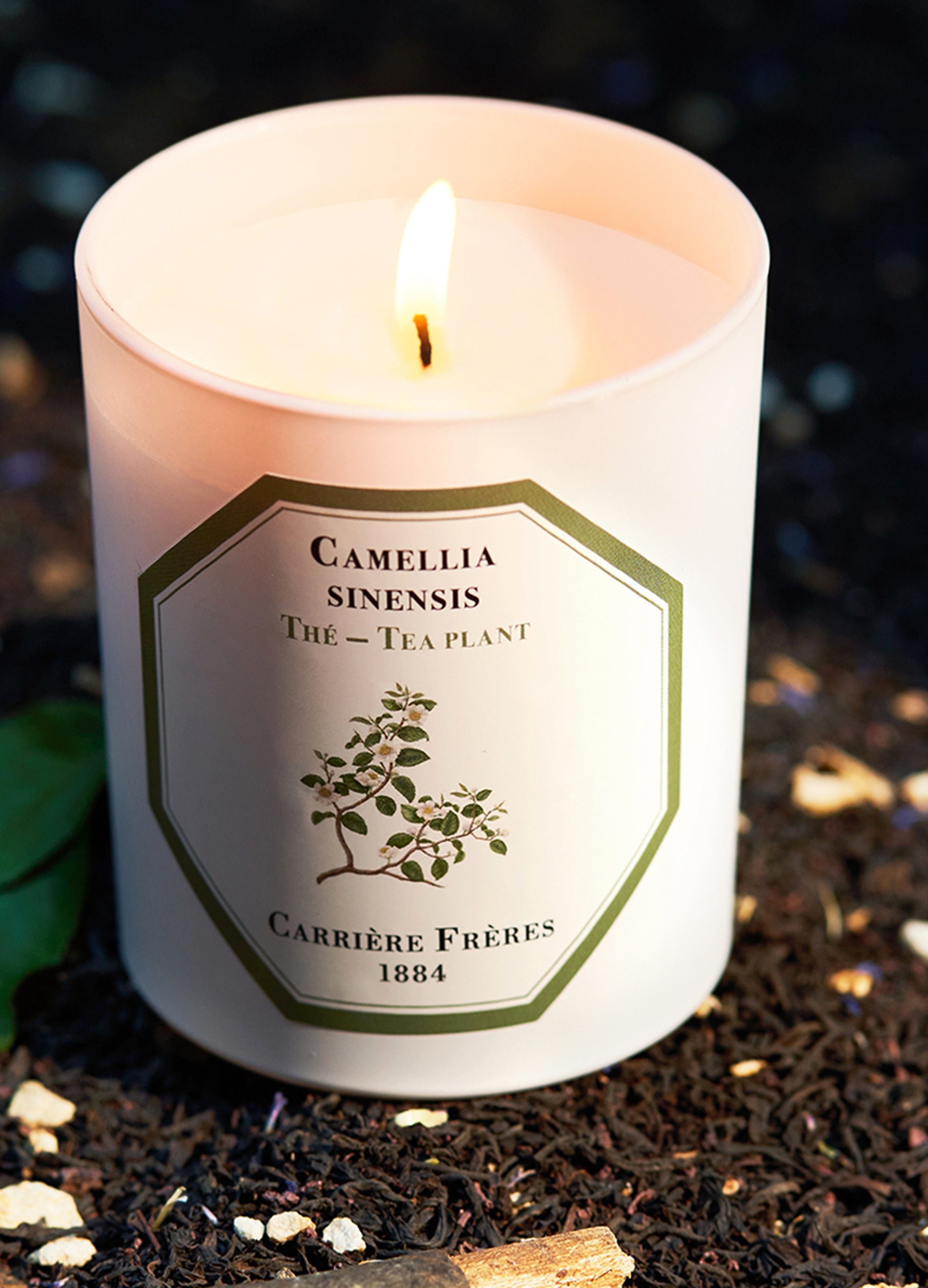 Scented Candle Tea Plant - Camellia Sinensis 185 g thumbnail 3