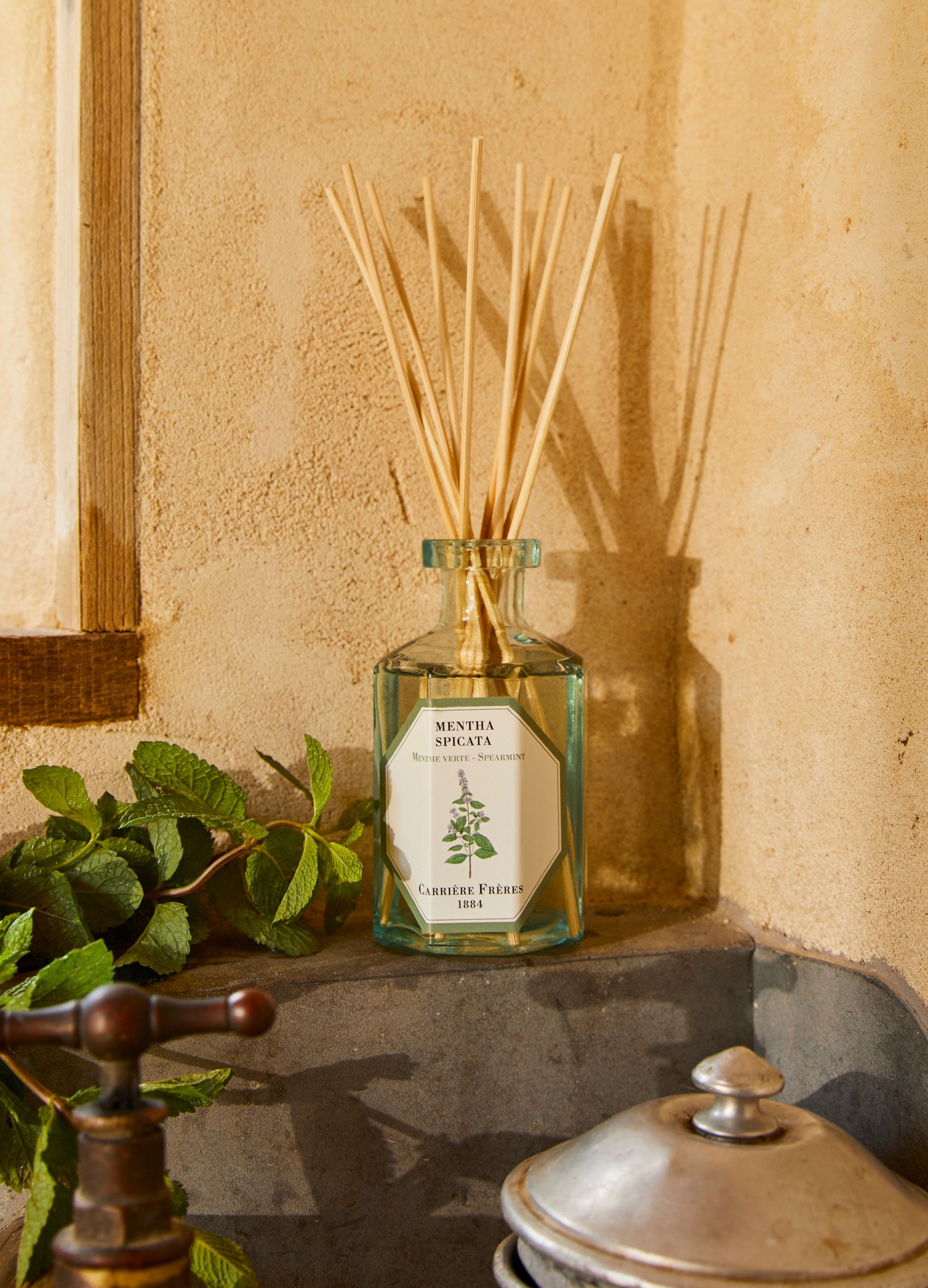 Fragrance diffuser Spearmint - Mentha Spicata 200 ml thumbnail 3