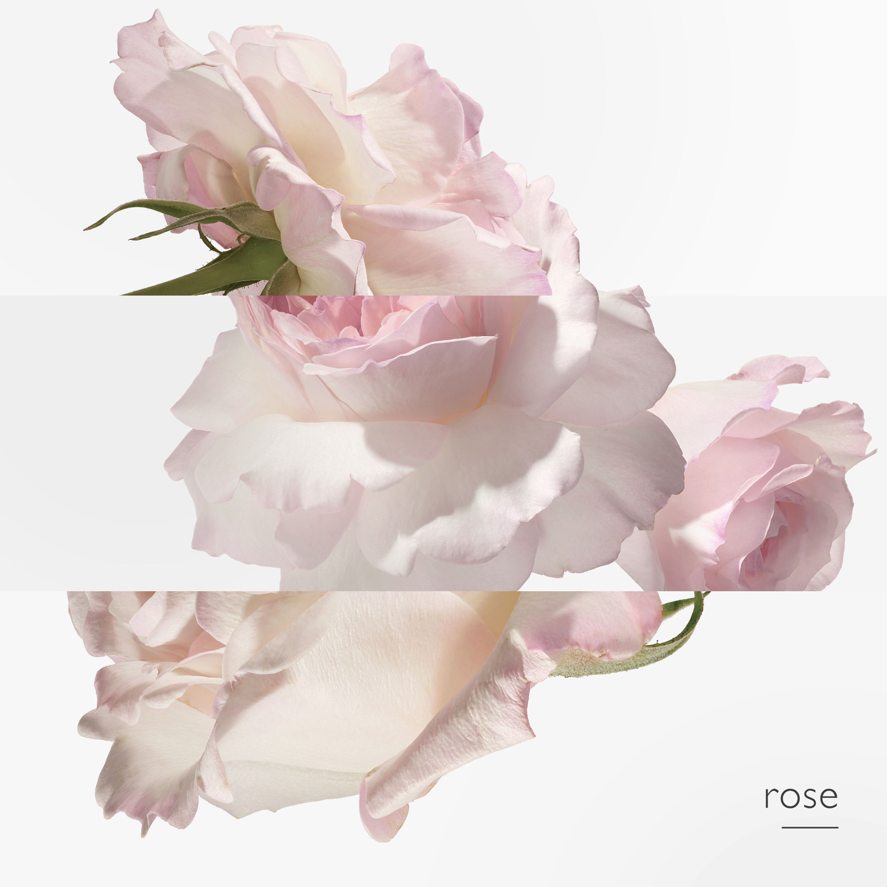 Eau de pamplemousse rose, Eau de Cologne 100 ml thumbnail 4