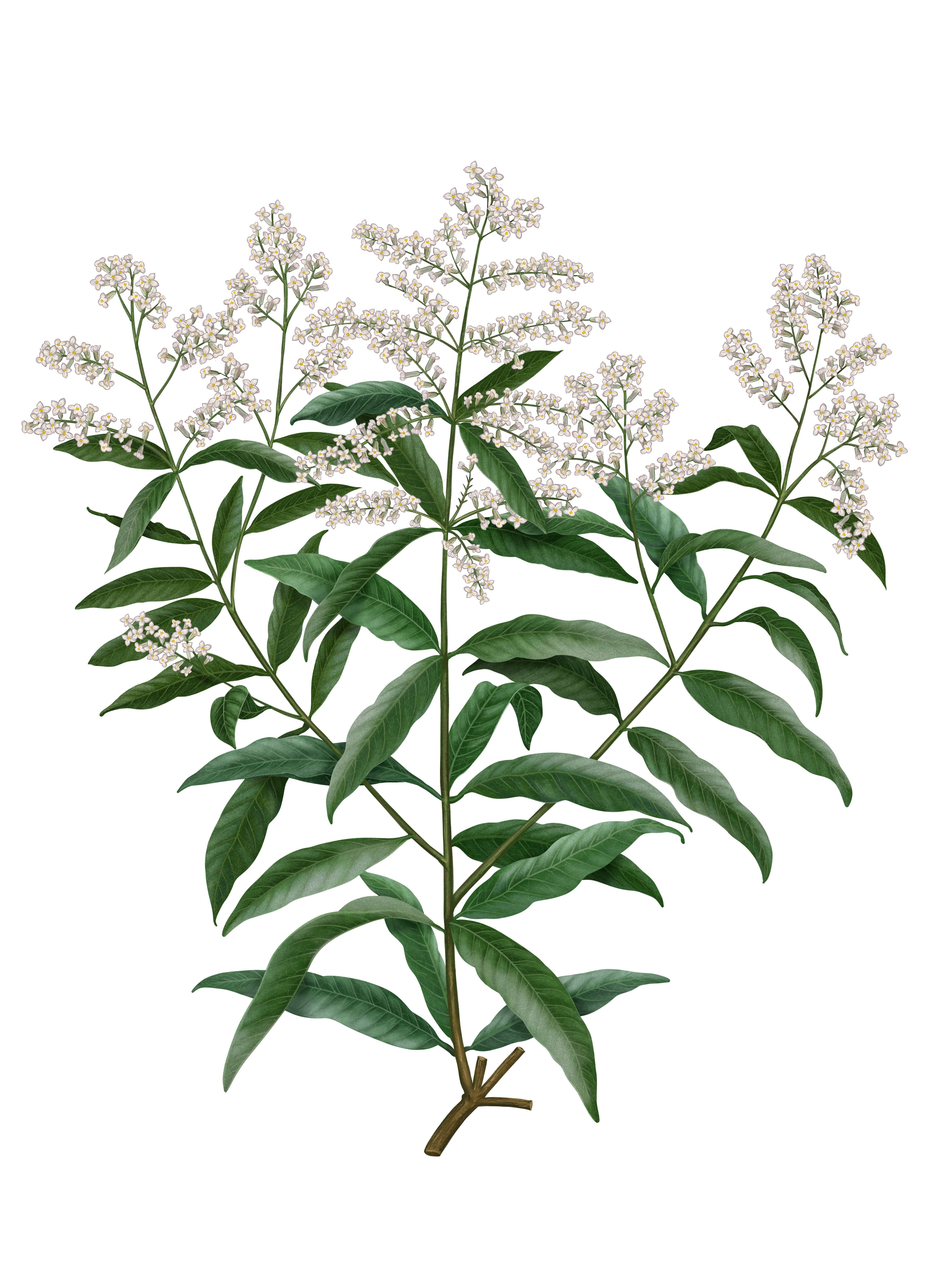 Scented Candle Verbena - Aloysia Citrodora - 185 g thumbnail 4